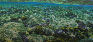 ニウエの食べ物や文化と観光について!日本からの行き方も! ミオスランド